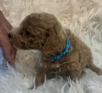 Blue collar, a male Poodle - Miniature  for sale in Cullman, AL – 4 of 4