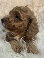 Red collar, a male Poodle - Miniature  for sale in Cullman, AL – 5 of 5