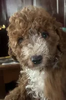 White collar, a female Poodle - Miniature  for sale in Cullman, AL – 6 of 9
