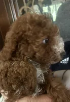 White collar, a female Poodle - Miniature  for sale in Cullman, AL – 7 of 9