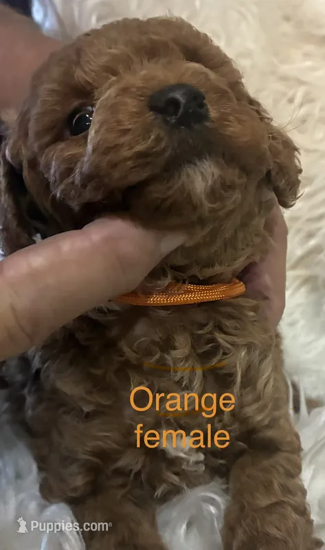 Orange collar  – Poodle - Miniature  puppy for sale in Cullman, AL