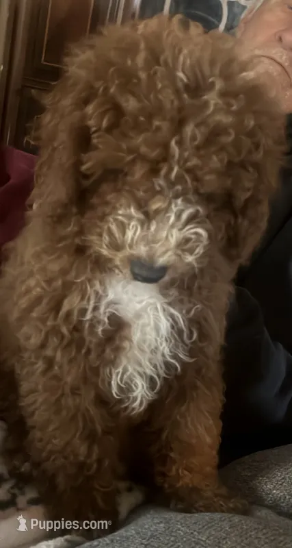 White collar – Poodle - Miniature  puppy for sale in Cullman, AL