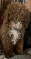 White collar, a female Poodle - Miniature  for sale in Cullman, AL – 1 of 1