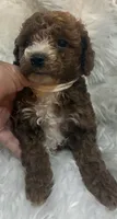 White collar, a female Poodle - Miniature  for sale in Cullman, AL – 2 of 5