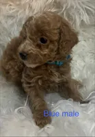 Blue collar, a male Poodle - Miniature  for sale in Cullman, AL – 1 of 4