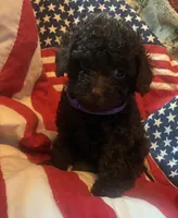 Purple female , a female Poodle - Toy  for sale in Cullman, AL – 2 of 4