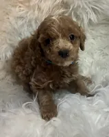 Blue collar, a male Poodle - Miniature  for sale in Cullman, AL – 2 of 4