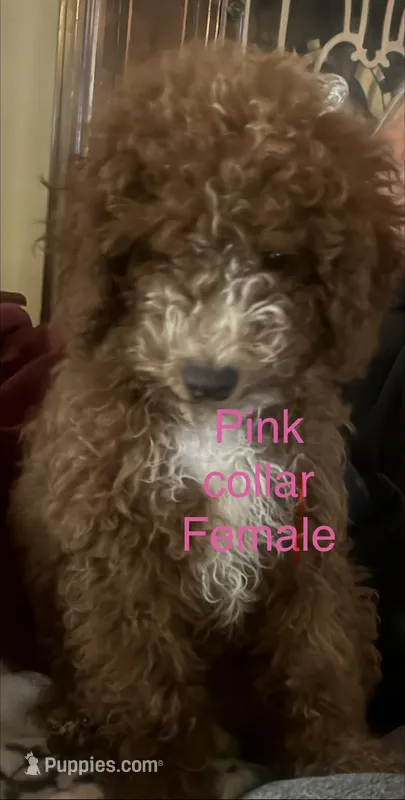 Pink collar – Poodle - Miniature  puppy for sale in Cullman, AL