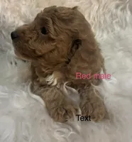 Red collar, a male Poodle - Miniature  for sale in Cullman, AL – 2 of 5