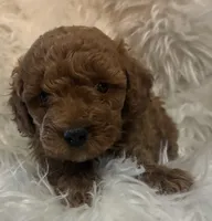 Orange collar , a female Poodle - Miniature  for sale in Cullman, AL – 3 of 4
