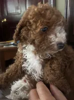 White collar, a female Poodle - Miniature  for sale in Cullman, AL – 8 of 9
