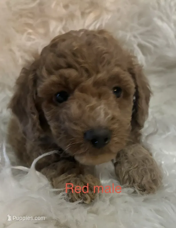 Red collar – Poodle - Miniature  puppy for sale in Cullman, AL