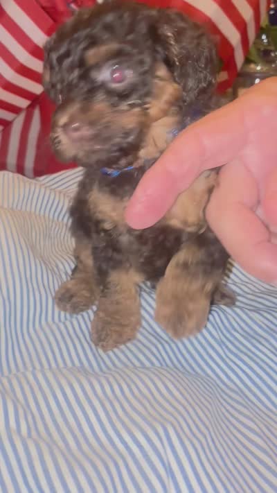 Blue male, a male Poodle - Toy  for sale in Cullman, AL – 2 of 2