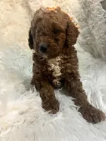 Green collar, a male Poodle - Miniature  for sale in Cullman, AL – 3 of 5