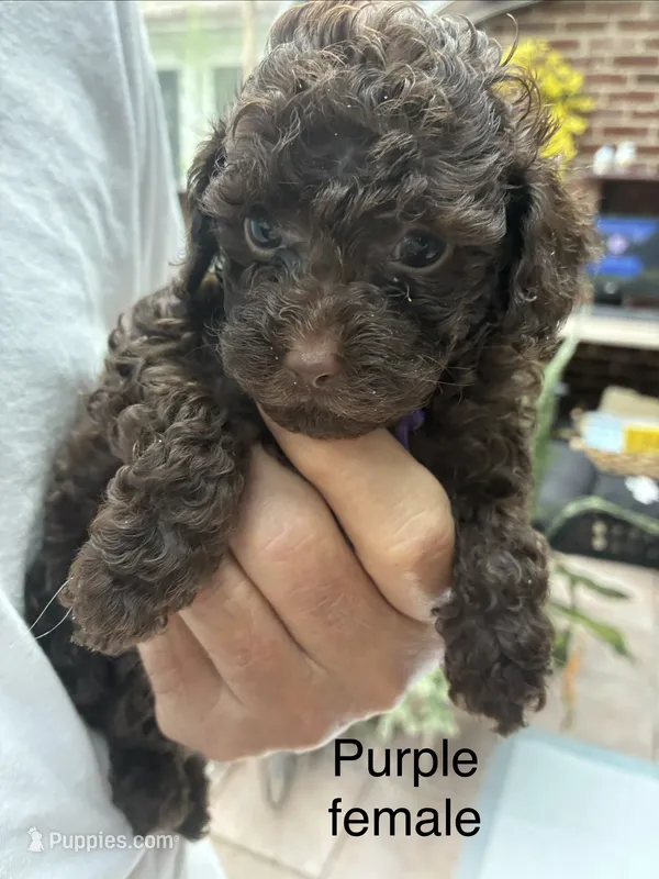 Purple female  – Poodle - Toy  puppy for sale in Cullman, AL