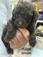 Purple female , a female Poodle - Toy  for sale in Cullman, AL – 1 of 4