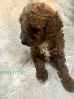 Green collar, a male Poodle - Miniature  for sale in Cullman, AL – 2 of 5