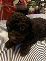 Pink collar female, a female Poodle - Toy  for sale in Cullman, AL – 2 of 2