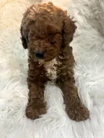 Green collar, a male Poodle - Miniature  for sale in Cullman, AL – 4 of 5
