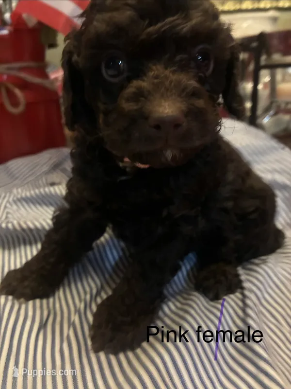 Pink collar female – Poodle - Toy  puppy for sale in Cullman, AL