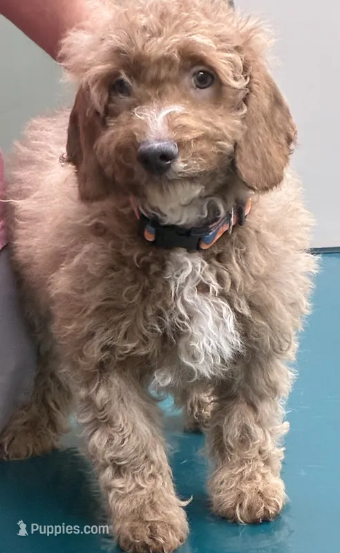 Blue collar  – Poodle - Miniature  puppy for sale in Cullman, AL