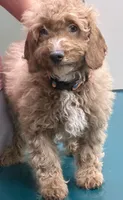 Blue collar , a male Poodle - Miniature  for sale in Cullman, AL – 1 of 1