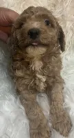 Red collar, a male Poodle - Miniature  for sale in Cullman, AL – 4 of 5