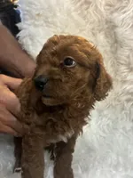Yellow collar, a male Poodle - Miniature  for sale in Cullman, AL – 2 of 4