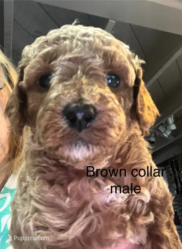 Brown collar