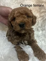 Orange collar , a female Poodle - Miniature  for sale in Cullman, AL – 2 of 4