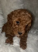 Pink collar, a female Poodle - Miniature  for sale in Cullman, AL – 2 of 3