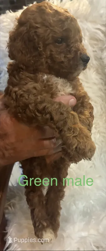 Green collar – Poodle - Miniature  puppy for sale in Cullman, AL