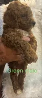 Green collar, a male Poodle - Miniature  for sale in Cullman, AL – 1 of 5