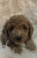 Red collar, a male Poodle - Miniature  for sale in Cullman, AL – 3 of 5