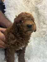 Yellow collar, a male Poodle - Miniature  for sale in Cullman, AL – 3 of 4