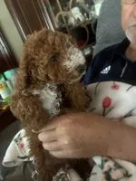 White collar, a female Poodle - Miniature  for sale in Cullman, AL – 9 of 9