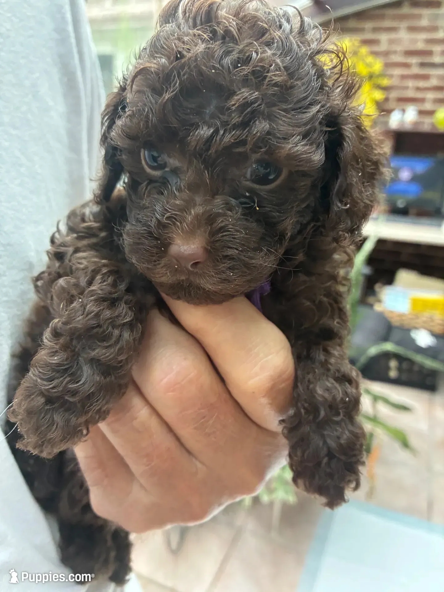 Purple female , a female Poodle - Toy  for sale in Cullman, AL – 3 of 4