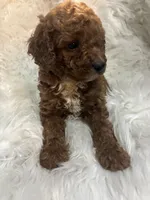 Green collar, a male Poodle - Miniature  for sale in Cullman, AL – 5 of 5