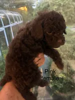 Purple female , a female Poodle - Toy  for sale in Cullman, AL – 3 of 3