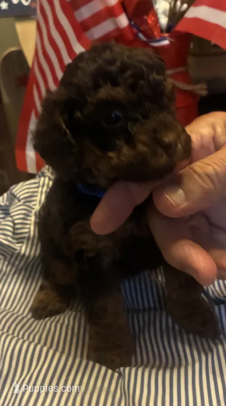 Blue male – Poodle - Toy  puppy for sale in Cullman, AL