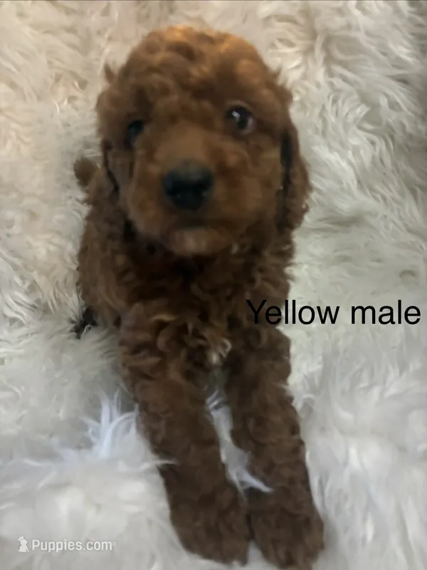 Yellow collar – Poodle - Miniature  puppy for sale in Cullman, AL