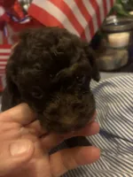 Purple female , a female Poodle - Toy  for sale in Cullman, AL – 2 of 3