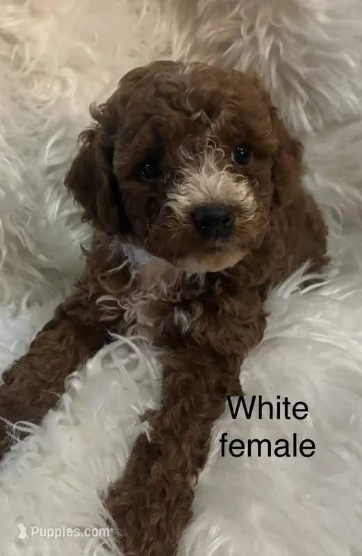 White collar – Poodle - Miniature  puppy for sale in Cullman, AL