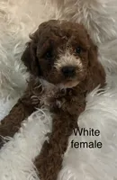 White collar, a female Poodle - Miniature  for sale in Cullman, AL – 1 of 5