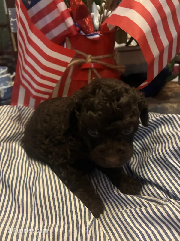 Purple female  – Poodle - Toy  puppy for sale in Cullman, AL