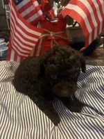 Purple female , a female Poodle - Toy  for sale in Cullman, AL – 1 of 3
