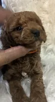 Orange collar , a female Poodle - Miniature  for sale in Cullman, AL – 4 of 4