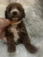 White collar, a female Poodle - Miniature  for sale in Cullman, AL – 5 of 5