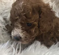 White collar, a female Poodle - Miniature  for sale in Cullman, AL – 3 of 5