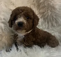 White collar, a female Poodle - Miniature  for sale in Cullman, AL – 4 of 5